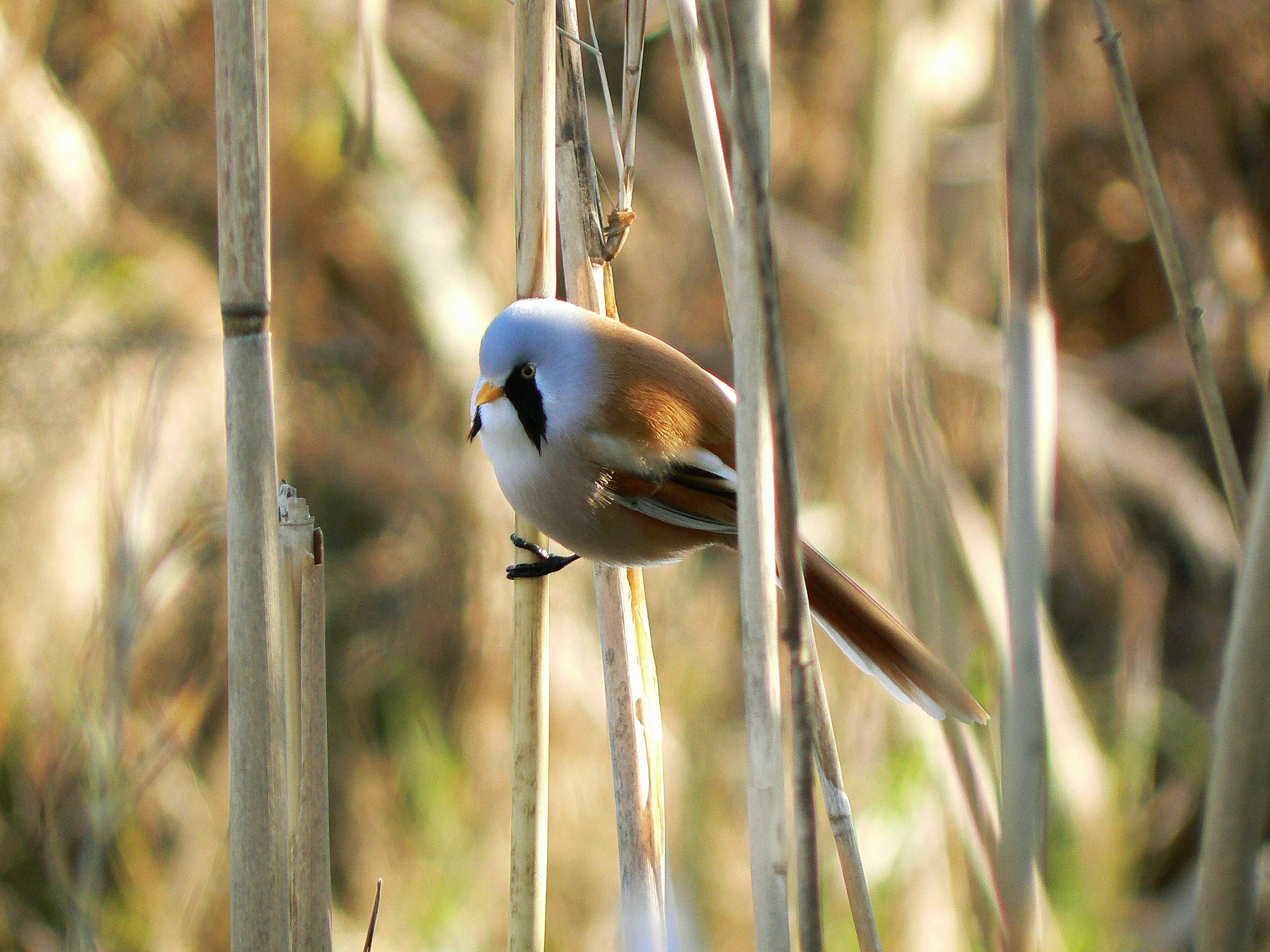 Panurus biarmicus